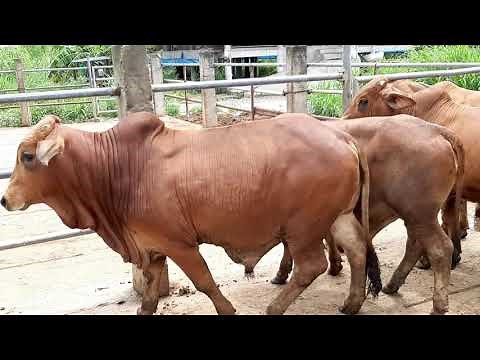 Red Brahmans in the Philippines