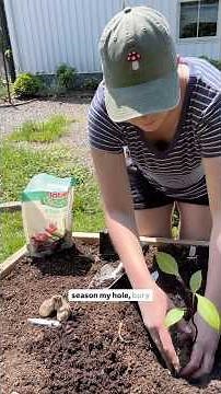 How I plant dahlias from both cuttings and tubers! Don’t forget to season your holes ✨ #dahlias