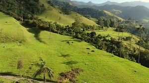 Colombia’s Green Heart: Explore Cocora Valley’s Splendor