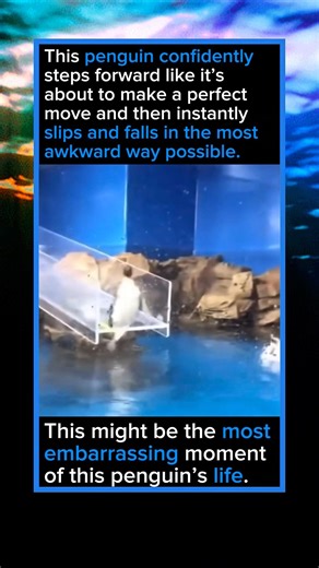 This Penguin’s Most Embarrassing Moment