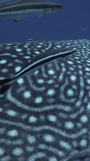 27K views · 393 reactions | Do you chew your food? Whale sharks don't! Whale sharks are filter feeders and can neither bite nor chew. Although its mouth can stretch to four feet wide, a whale shark’s teeth are so tiny that they can only eat small shrimp, fish and plankton by using their gill rakers as a suction filter. © Evgeny Kovban / Shutterstock | WWF-Philippines | Facebook