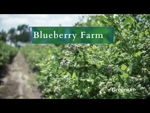 Blueberry Farming in India | Sheel Biotech | Blueberry farming in Polyhouse | Best Investment crop