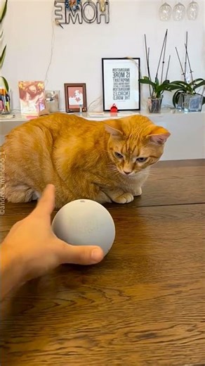 Cat Fur Turned Into a Hat 🐱🧢