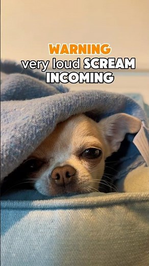 EXTREMELY Loud Chihuahua Scream (Warning!!!)