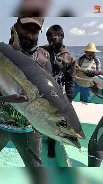 Big Ocean Beast – Yellowfin Tuna Catch! #fishing #fishingvideo #fishingtime