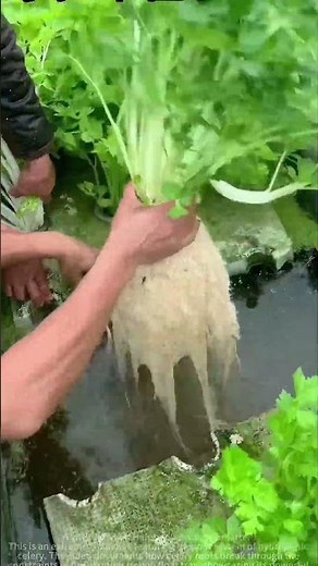 Hydroponic Celery Root System Challenge: Floating Tray "Bursts" from Overpowering Growth!