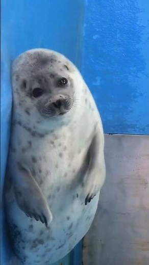 Cute Seals Compilation 🦭