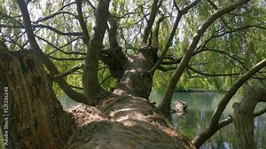 Weeping willow with thick trunk and branches on the lakeshore, top to bottom