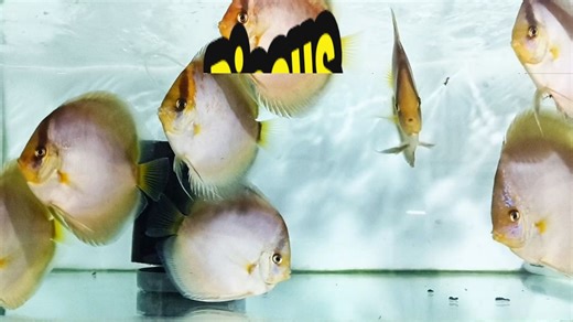 Discus Calico Ghost 😍😍😍 #andadiscus #discuscalico #discuspremium #discusindonesia #discusworld #ikandiscus #discusfish #discus #discushobby #fypシ゚viral #