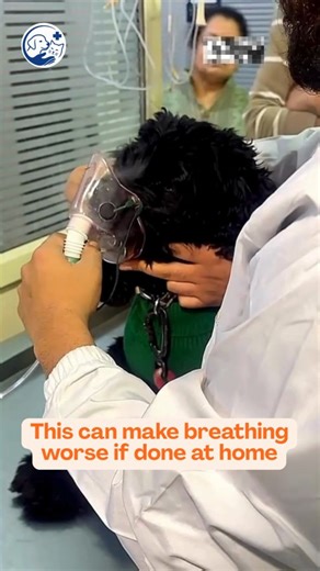 Dr Eshan’s Multispeciality Pet Clinic | This dog is receiving nebulization therapy. Nebulization is used when a dog has breathing difficulty due to conditions like cough, chest... | Instagram