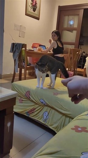 So Cute… So Dumb 😂🐱 – Funny Cats #197