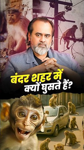 बंदर शहर में क्यों घुसते हैं? || आचार्य प्रशांत