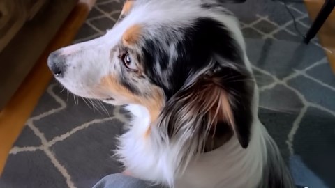 Aussie Doing Aussie Things – Funniest Dog Videos