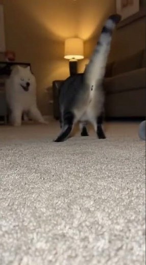 Cat's nap was interrupted by a naughty Samoyed 😭🐭 #cat #dog #pets