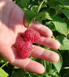 Our Story | Aspen Grove Farm