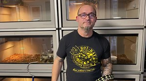 Bonjour à tous, le BoiDay 2019 arrive à grands pas, à cette occasion, Nicolas vous explique l’origine de logo de l’événement et pourquoi il a choisi le python tapis des jungles Morelia spilota cheynei comme ambassadeur. Il en profite pour vous présenter cette magnifique espèce australienne et revenir sur certaines idées reçues ou intox courantes sur internet. Nous vous attendons nombreux pour un week end entre passionnés le 23 et 24 novembre. | Reptiligne