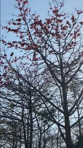 bombax ceiba | silk cotton tree | Kapok tree | semal tree #nature #flowers