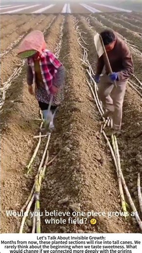 The Cycle of Sweetness: Planting Sugarcane from Cuttings 🌾🔪
