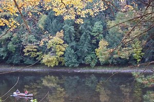 4.3K views · 65 reactions | Book your fall Cook Forest getaway in the...