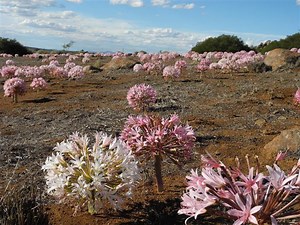 Brunsvigia - Alchetron, The Free Social Encyclopedia
