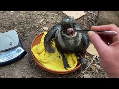 Ground Hornbill Majestic Birds of the Savannah