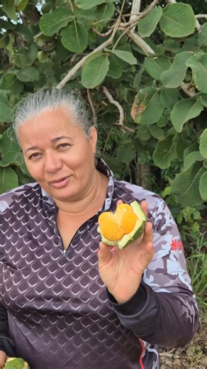 Goiana Roceira / Vida na Roça on Instagram: "Piqui não se colhe do pé… quem é da roça sabe ! Siga ➡️ @goianaroceira Piqui não se arranca do pé. 🌰 Ele cai no chão quando está no ponto certo. Hoje eu fui pro meio do mato mostrar como a natureza avisa a hora de colher. Quando racha, quando a semente fica vermelhinha… aí sim, é piqui de verdade 💛 🌿 Isso é saber da roça. 🌱 Isso é respeitar o tempo da terra. 👉 Você já sabia disso? Comenta aqui embaixo 👇 👉 Marca alguém que ama piqui 💛 👉 Segue