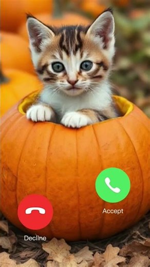 “Kitten + Autumn = ❤️”#cat #trending #viral #shorts