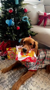 To dogs, trees inside are weird enough—you might as well deck them out with toys and treats! Fetch all things BARK now at PetSmart. | BARK