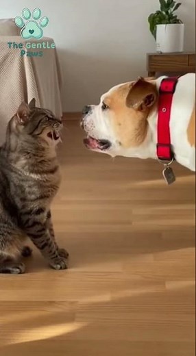Dog Gets BARKED Down! Cat Delivers the Ultimate SLAP to Win the Argument!