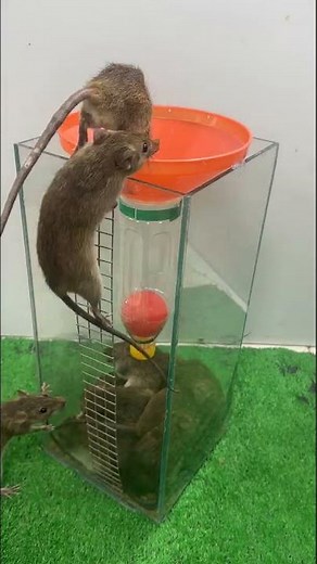 プラスチックの箱から作られた最高のネズミ捕り / 安全で効果的なネズミ捕りのアイデア