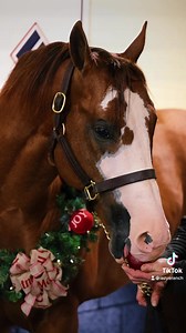 1.7K views · 67 reactions | COUNTDOWN TO CHRISTMAS  featuring THE MARFA LIGHTS  (One Famous Eagle - Your First Moon by First Down Dash) Marfa is a firm believer that “an apple a day keeps the doctor away”  He couldn’t resist thinking the ornaments were his favorite snack! Stud fee: $2,500 #lazyeranch #lazyestuds #themarfalights | Lazy E Ranch | Facebook