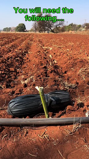Budget-Friendly Drip Line Irrigation System Installation for Peppers