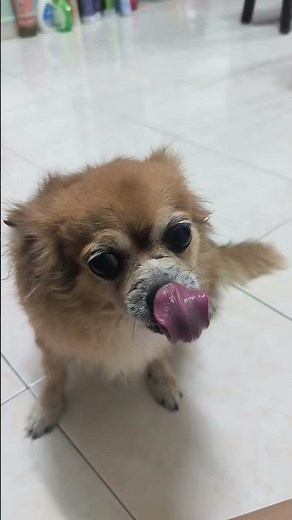 Chihuahua Dog For Adoption - 7 Years, Ee from Melaka