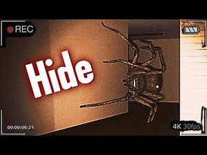 I Should’ve NEVER Played This SPIDER Horror Game…
