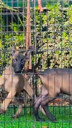 8810623046 Belgian Malinois puppy booking open elite K9 line trained vaccinated security pups ready