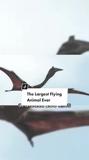 Shoutout to my uber driver I’ve got atm he a real one #fyp #dinosaurs #quetzalcoatlus #animalfacts #theanimalman