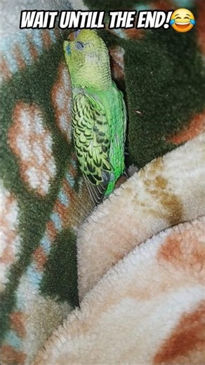 How my budgie is sleeping😂#budgies#birds#parrot#trending#shorts#trendingshorts#india#lovebirds #90s