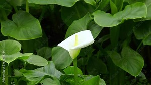 Calla lily or arum lily (Zantedeschia aethiopica), flowering plant in the family Araceae. Single flower inflorescence with a pure white spathe. Calla lily flowers in botanical garden Stock Video