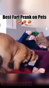 8.9K views · 117 reactions | Hilarious Fart Moment That Will Make You Laugh凉殺 #fart #fartmeme #funny #humor #fartpranks #fyp #dog #funnymoments #funnyvideos | Julio Dalina | Facebook