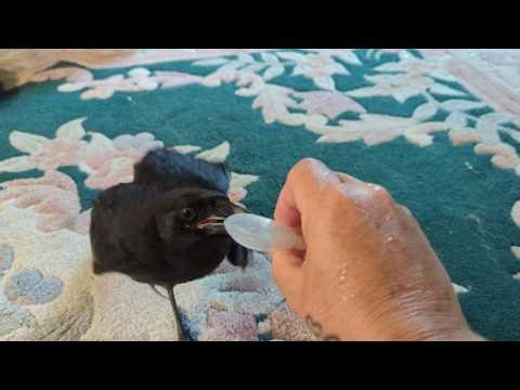 Baby Crow Freaks Out Over A Toy And Storms Out Of The Room