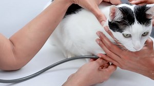 Cat, Kitty, Feline, Nurse, Vet