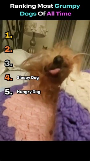 Ranking The MOST Grumpy Dogs Of All Time