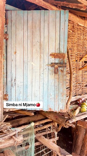 Simba's New Storey Building: A TikTok Journey