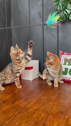 FrolickingTOYGER Kittens🐯 BRINDLEWAY TOYGER CATTERY www.toygerbrindleway.com #toyger #тойгер #тойгер