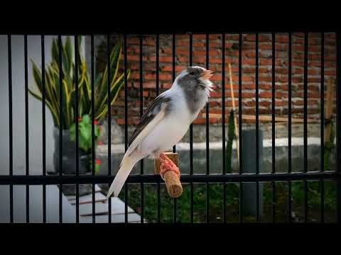 Canary’s Most Powerful Song 2025 | Best Singing Performance