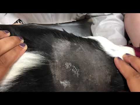 Placement of FreeStyle Libre Sensor on a Dog