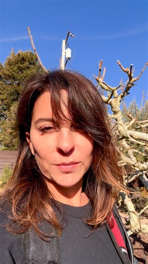 CosentinoFamilyFarm on Instagram: "A little video tutorial on how to prune fig trees! Definitely could’ve brushed my hair and changed out of my sweatpants 😂. But hope it helps! Stay tuned for how to prune an apricot tree next ✨💚 #bayarea #sanjose #growwhatyoueat #howto"