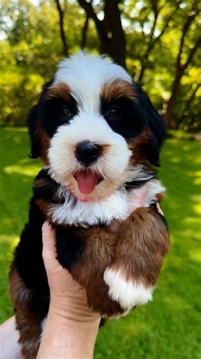 Namaste Bernedoodles on Instagram: "The idea of the Ultra Bernedoodle grew out of a conversation I had with Emily at Rocky Road. We both envisioned a Bernedoodle that leaned more toward the Bernese Mountain Dog in look and temperament, with broad bone, beautiful markings, and that calm, loyal nature, while still carrying the furnished, low-shedding, straight to wavy coat families need. Out of that vision, the name Ultra Bernedoodle was born, capturing what we felt was the truest expression of th