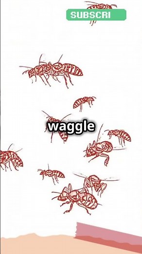 Why Do Bees Dance? 🐝💃 | The Secret Language of Bees!