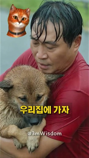홍수에 고립된 진돗개를 살린 한 번의 선택🐕❤️❤️ One choice that saved a Jindo dog stranded in the flood 🐕❤️